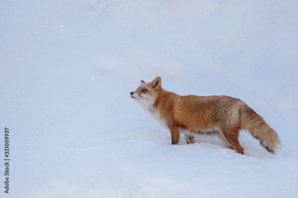 Fototapeta premium 雪の中のキタキツネ
