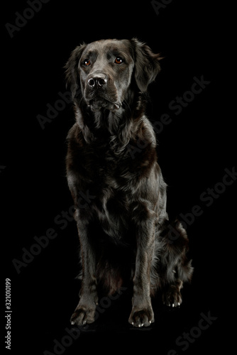 Studio shot of an adorable mixed breed dog © kisscsanad