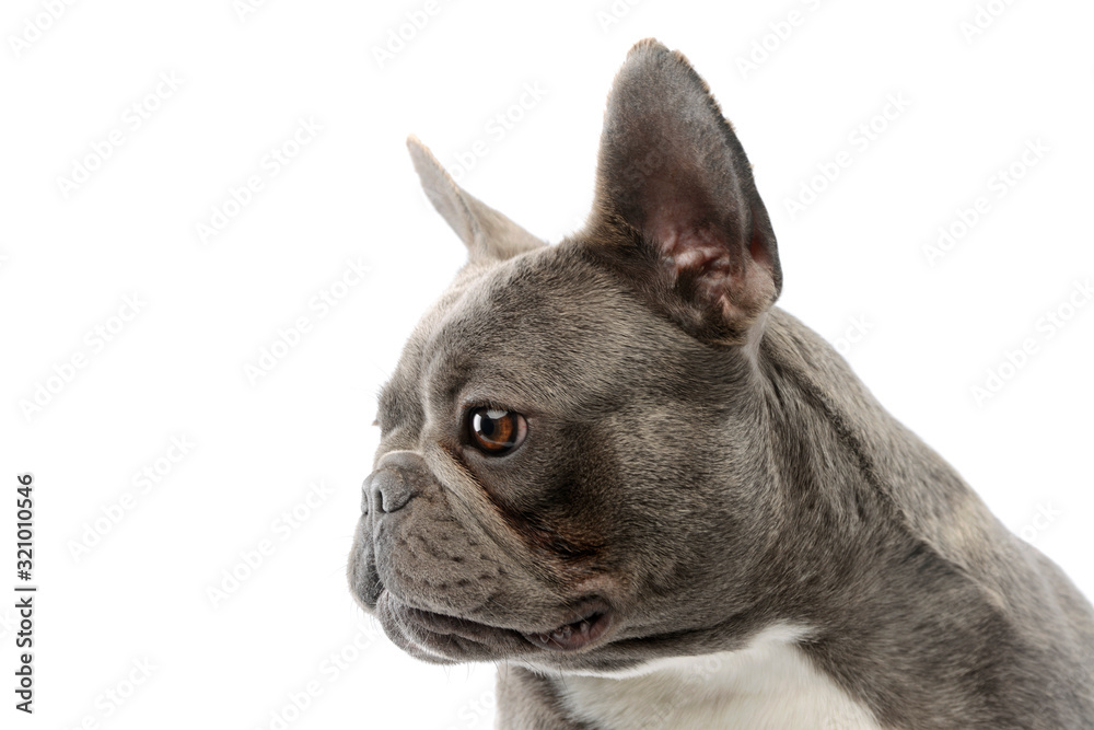 Portrait of a lovely French Bulldog