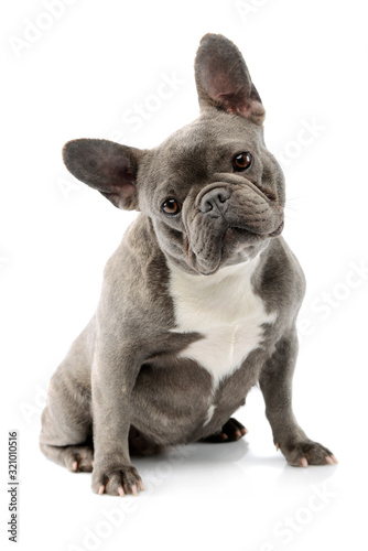 Obraz na płótnie Studio shot of a lovely French Bulldog w salonie