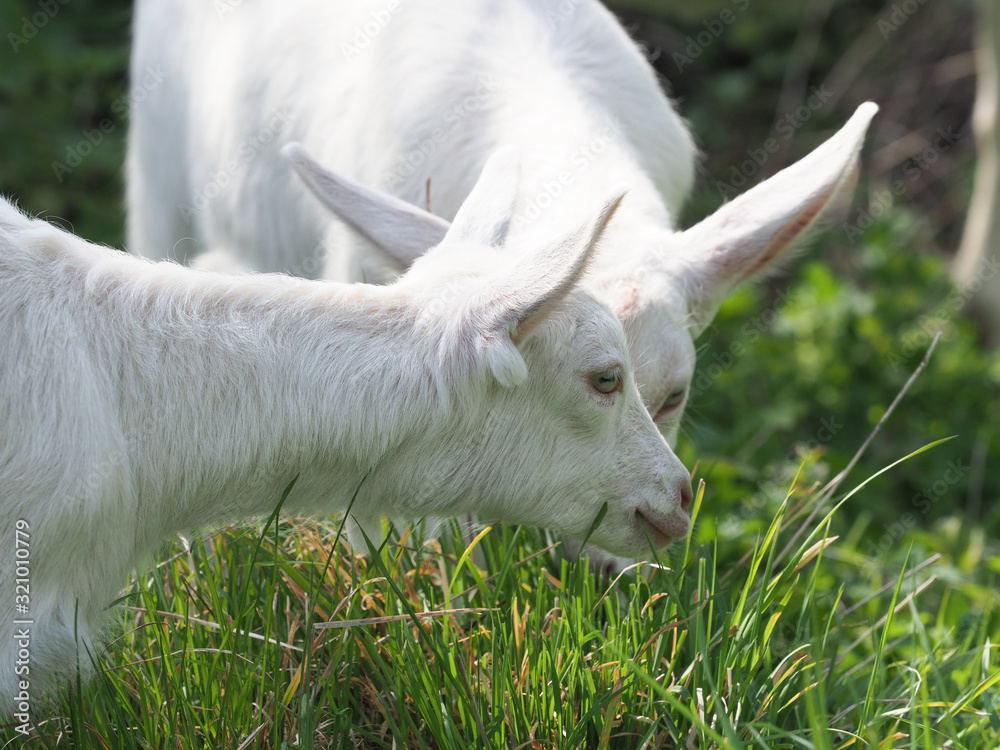 Obraz premium Two Baby Goats