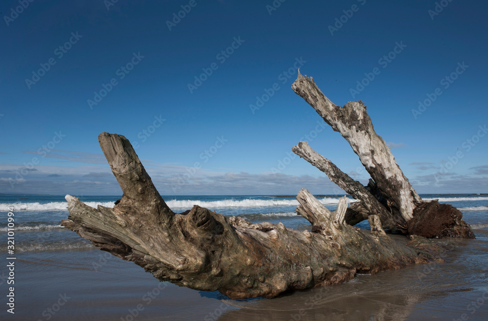 Nugget Point coast. Catlins New Zealand. Driftwood beach.