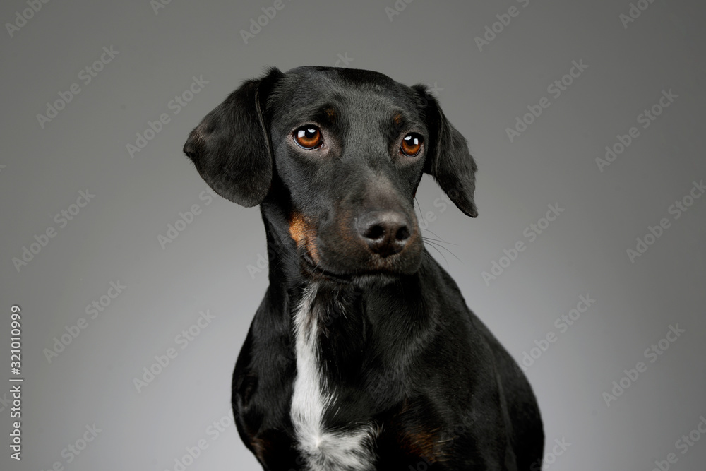 Portrait of a beautiful mixed breed dog