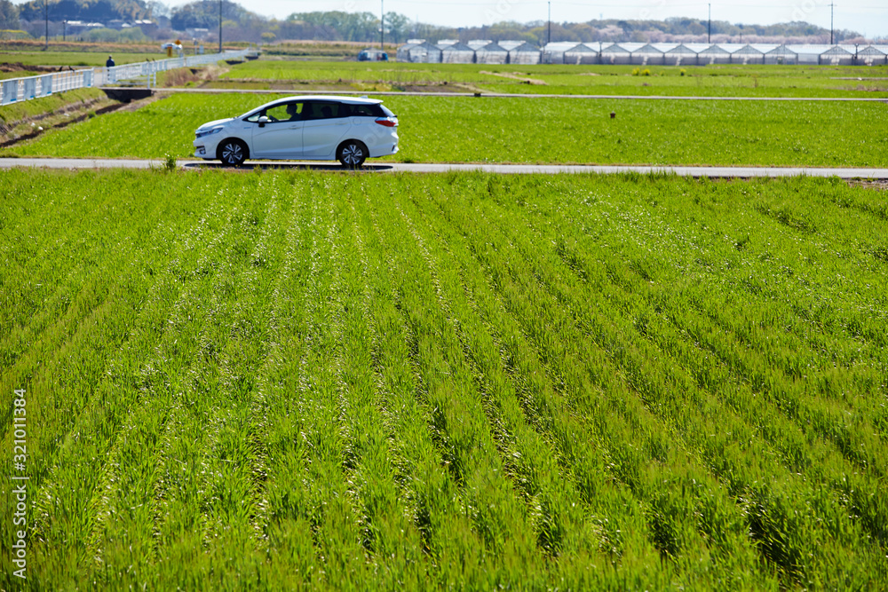 Rural rice fields Rural rice fields