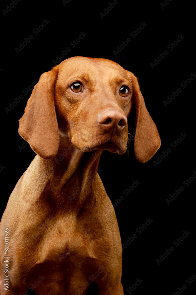 Portrait of an adorable Magyar Vizsla Portrait of an adorable Magyar Vizsla