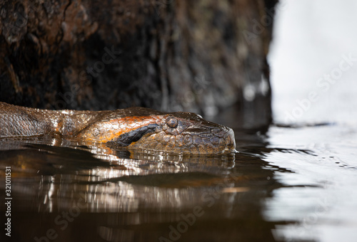 anaconda close up headshot on the water in Cuyabeno Wildlife Reserve in Sucumbios Ecuador photo