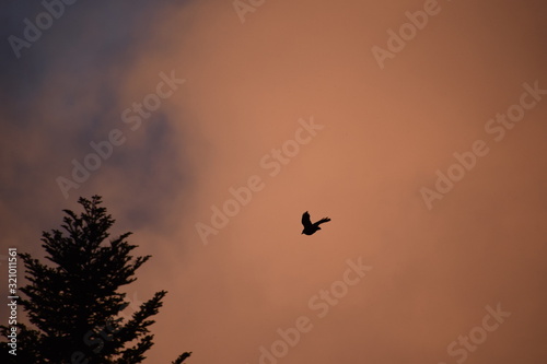 corbeau et ciel