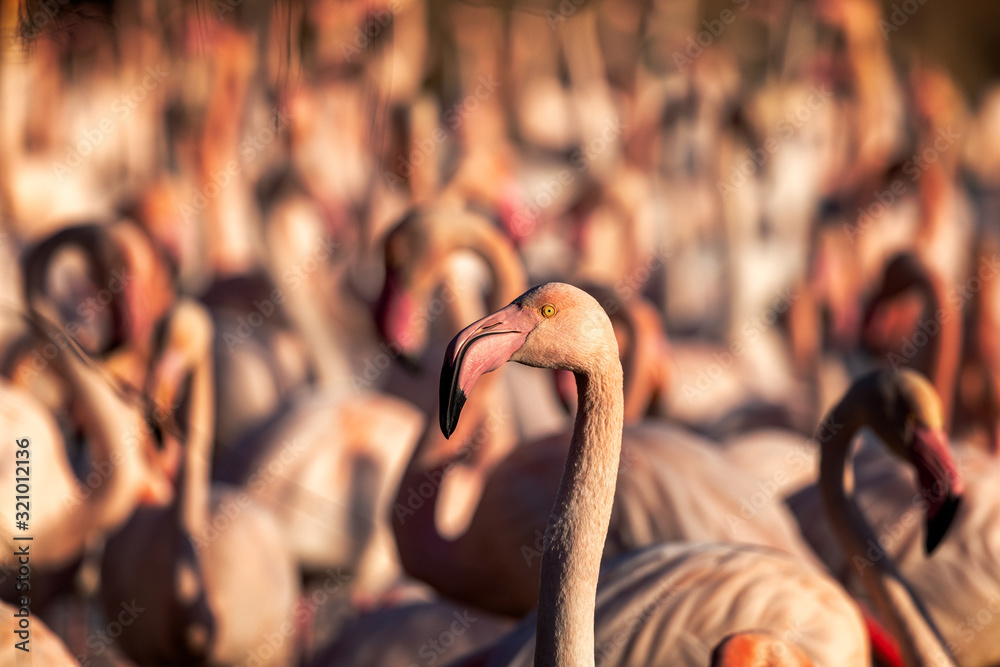 Fototapeta premium Pink flamingo portrait in the middle of a flock at sunset.
