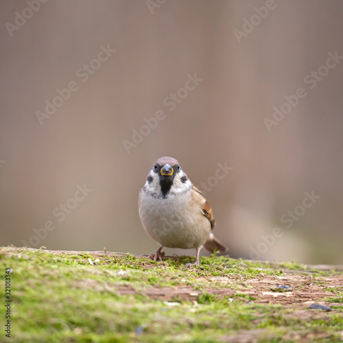 The Eurasian tree sparrow (Passer montanus) is a passerine bird in the sparrow family.