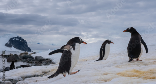 Crowded gentoo penguin breeding colonies  rookeries  on rocky outcrops surrounded by stuuning icy landscapes  Antarctica