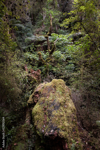 Purakanui Falls New Zealand Catlins. Rock in forest