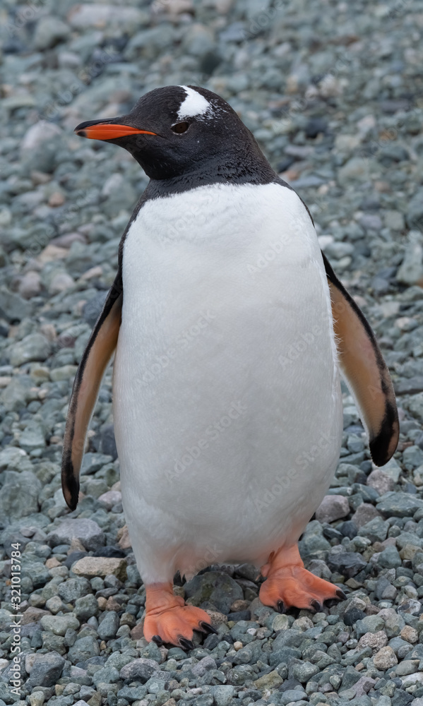 Naklejka premium Closeup of a curious gentoo penguin on a remote beach in Chiriguano Bay, Danko Island, Antarctic Peninsula, Antarctica