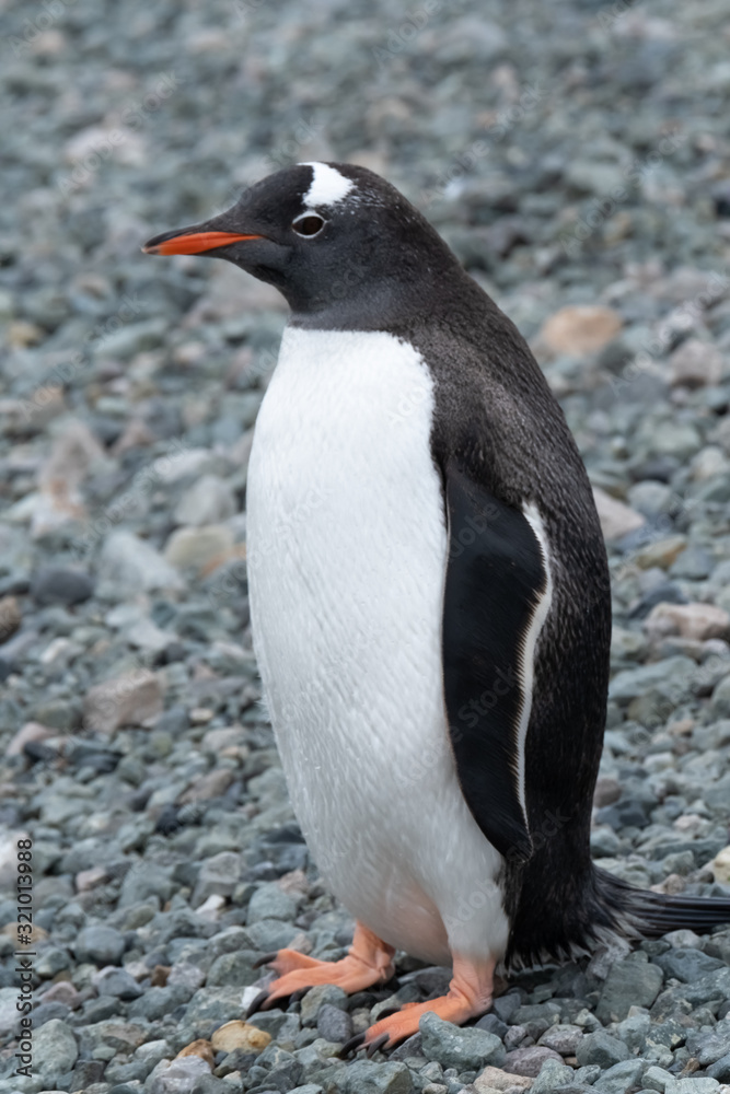 Naklejka premium Closeup of a curious gentoo penguin on a remote beach in Chiriguano Bay, Danko Island, Antarctic Peninsula, Antarctica