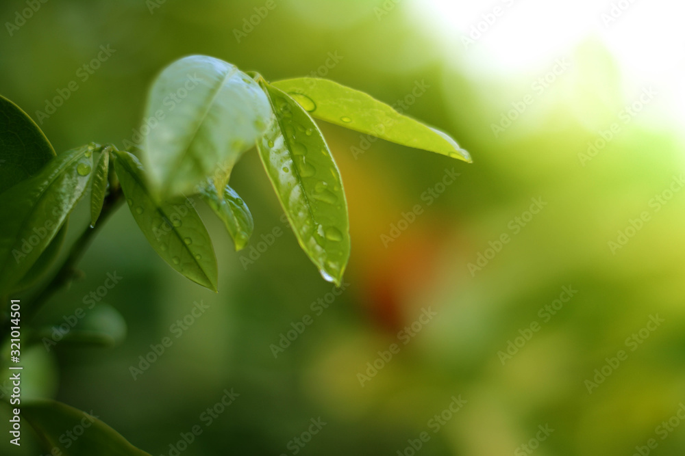 Green leaves on a green background blurred nature Green leaves on a green background blurred nature