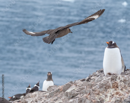 Great Skua flying over a breeding penguin colony for a chance to steal an egg or chick, Danko Island, Antarctica © Luis