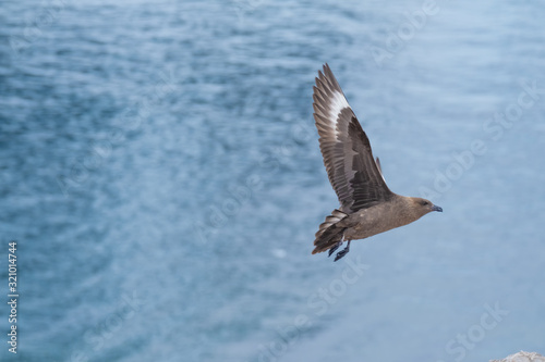Great Skua flying over a breeding penguin colony for a chance to steal an egg or chick, Danko Island, Antarctica