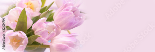 Bunch of pastel pink tulips close up, panoramic web banner with copy space