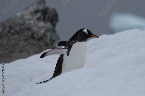 A gentoo penguin climbing snowy hills back to the rookery  Chiriguano Bay  Danko Island  Antarctic Peninsula  Antarctica