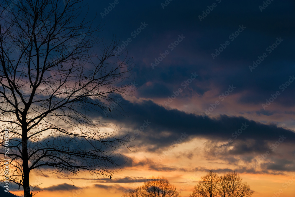 Winter sunset clouds with bare branch trees as background