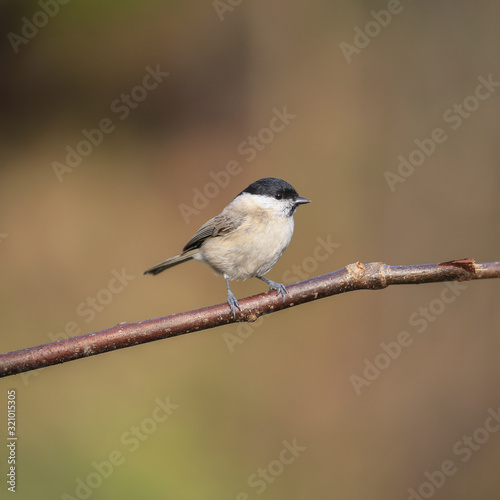 The marsh tit (Poecile palustris) is a passerine bird in the tit family Paridae.