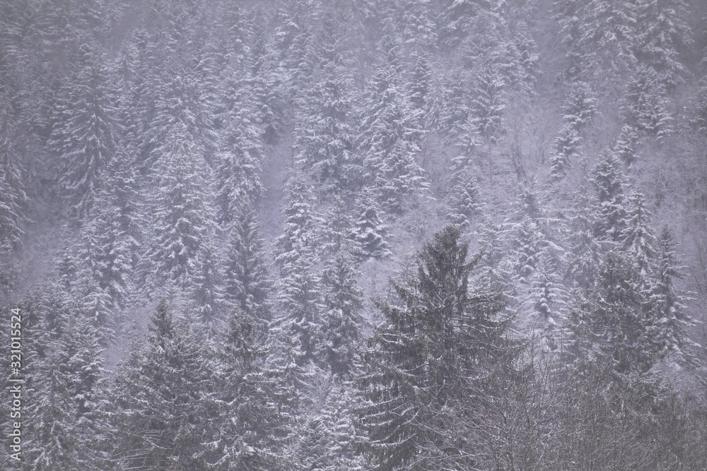 neige et sapins 