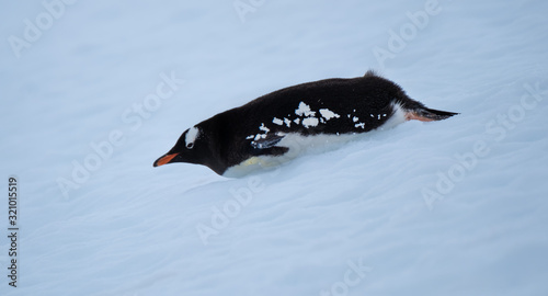 A Gentoo penguin sliding instead of walking on its way downhill to the ocean, Danko Island, Antarctica photo