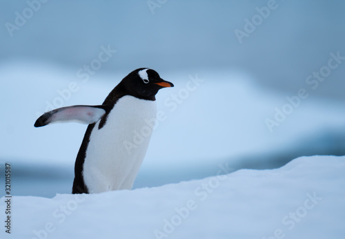 A gentoo penguin climbing snowy hills back to the rookery  Chiriguano Bay  Danko Island  Antarctic Peninsula  Antarctica