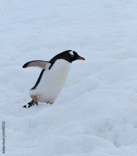 A gentoo penguin climbing snowy hills back to the rookery  Chiriguano Bay  Danko Island  Antarctic Peninsula  Antarctica