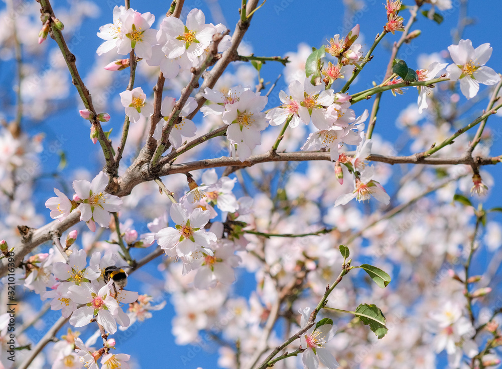 Blooming almond tree flowers and green leaves with bumblebee on blue sky background. Spain. Flowering trees as symbol of coming spring. White almond flowers and buds on branch with copy space. 