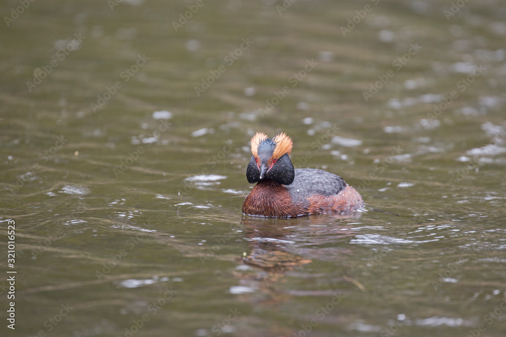 The horned grebe or Slavonian grebe (Podiceps auritus) is a relatively small waterbird in the family Podicipedidae.