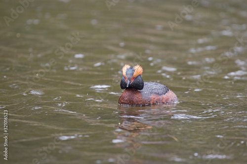 The horned grebe or Slavonian grebe (Podiceps auritus) is a relatively small waterbird in the family Podicipedidae.