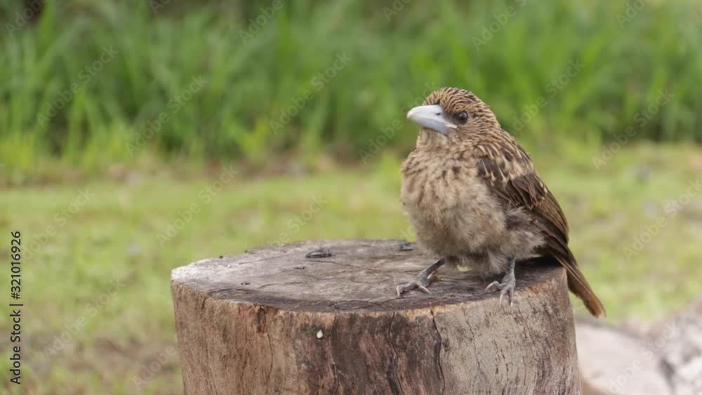 Young Brown Bird Perches on Log, Chirps, Looks Around, HANDHELD CLOSE Young Brown Bird Perches on Log, Chirps, Looks Around, HANDHELD CLOSE