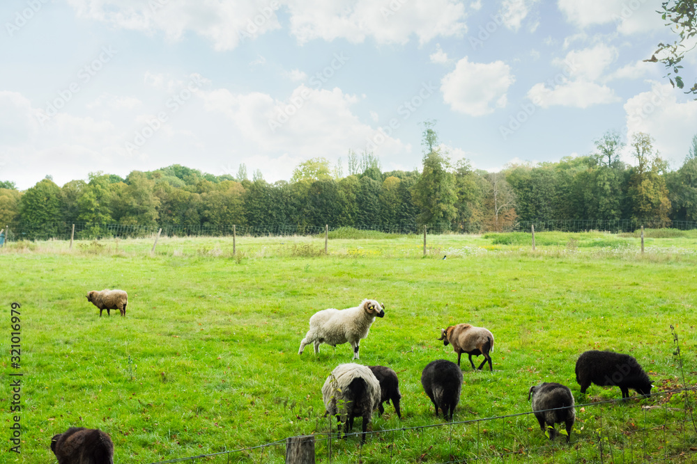 Group of lamb eating green grass