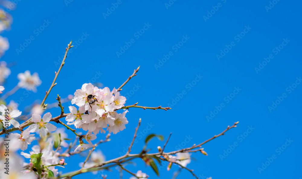 Blooming almond tree flower, green leaves with bumblebee on blue sky background. Spain in January. Flowering trees as symbol of coming spring. White almond flowers and buds on branch with copy space. 