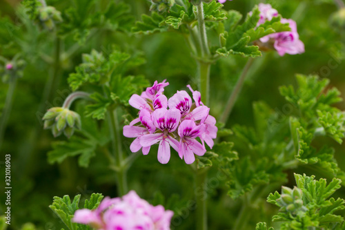 Grassy plant Geranium meadow at sunny day, nobody