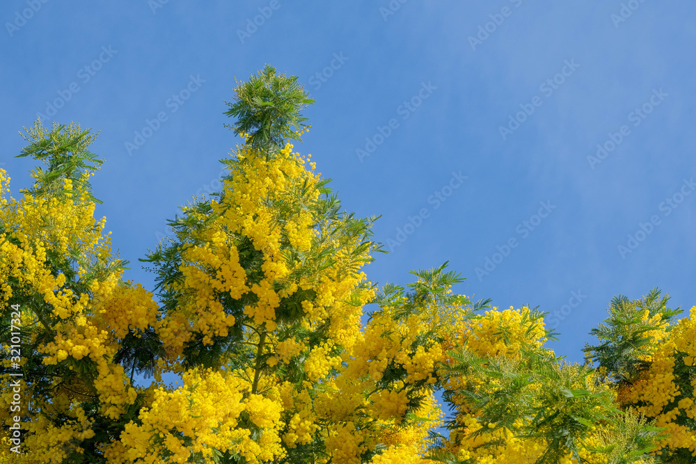 Beautiful springtime natural backdrop with copy space. Blooming yellow Mimosa tree on blue sky and light cloudy background. Yellow spring flowers for card, Womans day, wedding. Beautiful springtime natural backdrop with copy space. Blooming yellow Mimosa tree on blue sky and light cloudy background. Yellow spring flowers for card, Womans day, wedding.