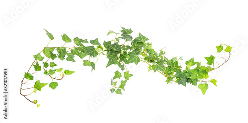 Valokuvatapetti green ivy isolated on a white background.