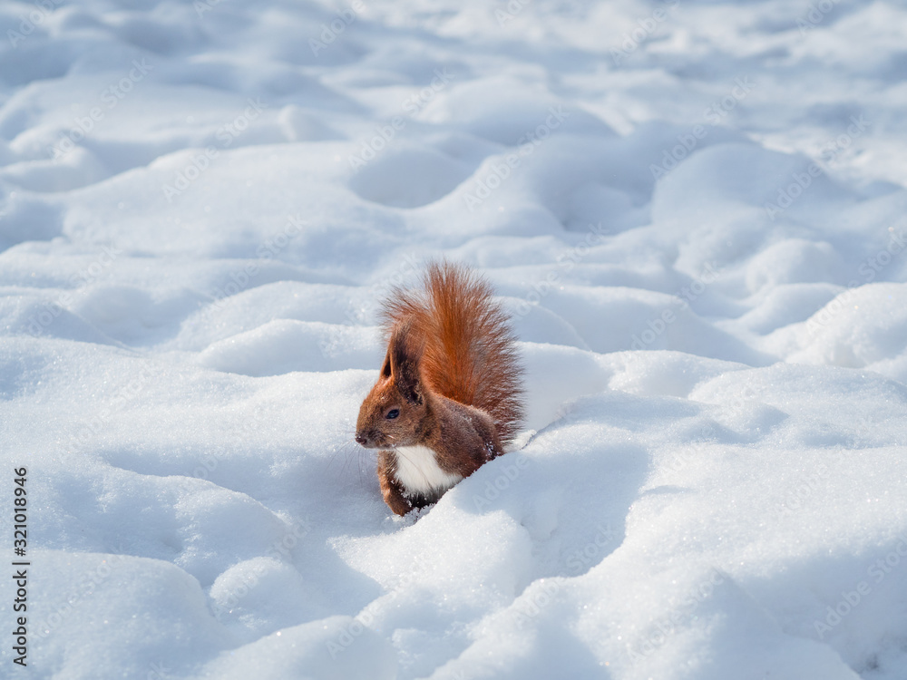Cute funny red squirrel sitting in the snow