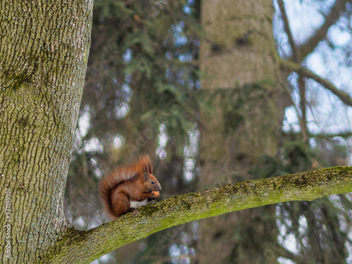 red squirrel, sit, snow, tree, eat nut, walnut, big tail © Solomiia