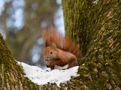Cute funny beautiful fluffy red squirrel sitting in the snow covered tree, eating a nut © Solomiia