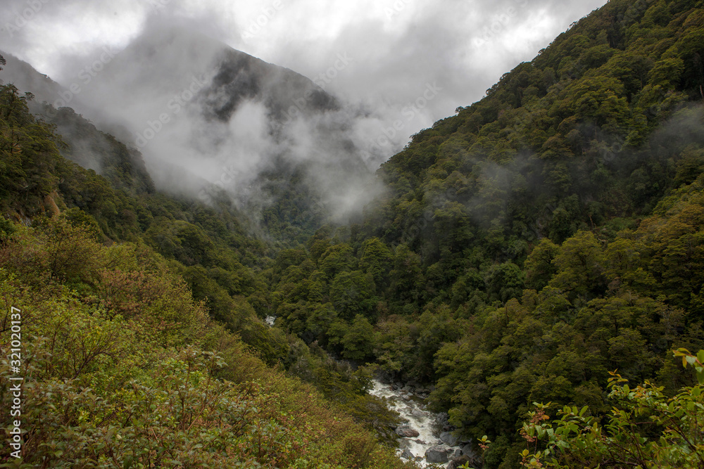 Forest. Mount Aspiring National Park. Haast highway 6. Westcoast New Zealand.