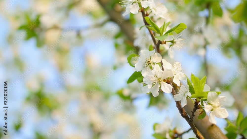 Spring flowering. Blossoming branches of apple trees on a background of blue sky. Tree flowering. Nature Spring flowering. Blossoming branches of apple trees on a background of blue sky. Tree flowering. Nature