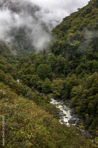 Forest. Mount Aspiring National Park. Haast highway 6. Westcoast New Zealand.