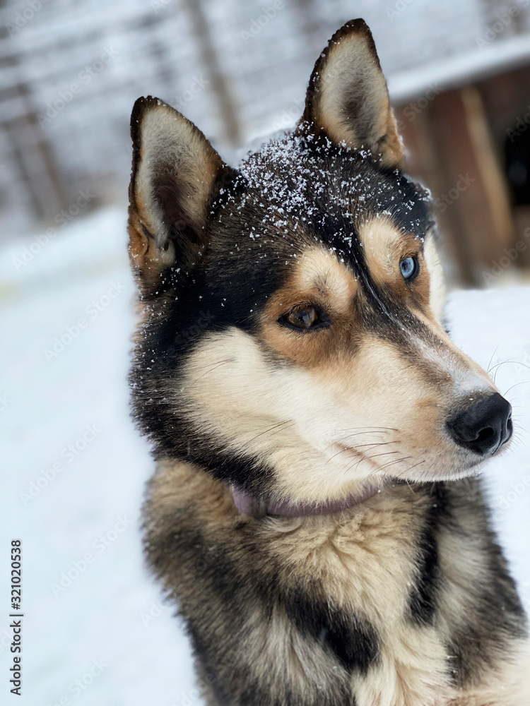 Siberian Husky, blue eyes. Dog is walking on snow.