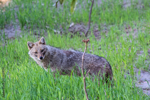 fox in grass looking for food. photo