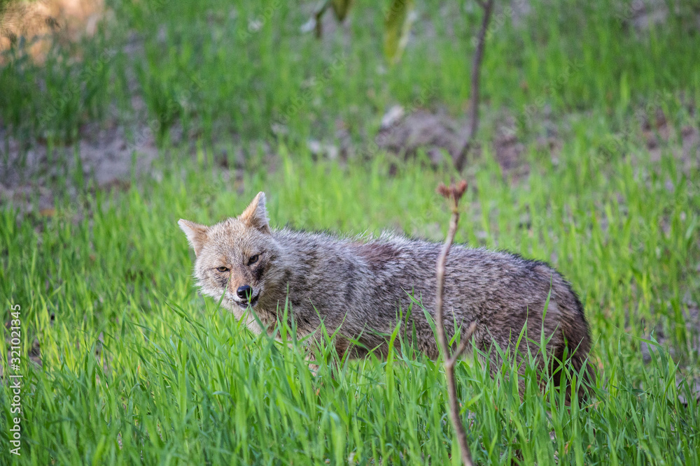 Obraz premium red fox in grass