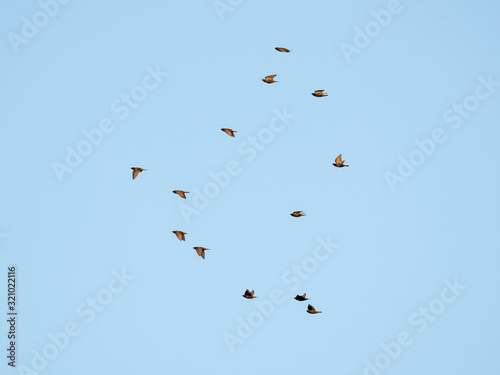 A flock of birds in flight on a background of blue sky. A flock of starlings in flight. Bird migration concept.