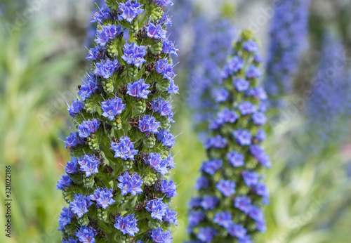 Blue Tajinaste (Echium wildpretii) flower photo