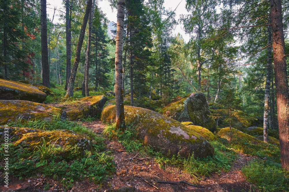 Beautiful morning forest in the Stolby Nature Reserve in Krasnoyarsk Beautiful morning forest in the Stolby Nature Reserve in Krasnoyarsk