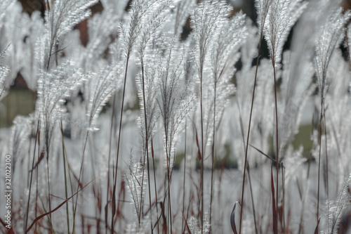 spikelets of tall grass Miscanthus sinensis, Japanese silver grass